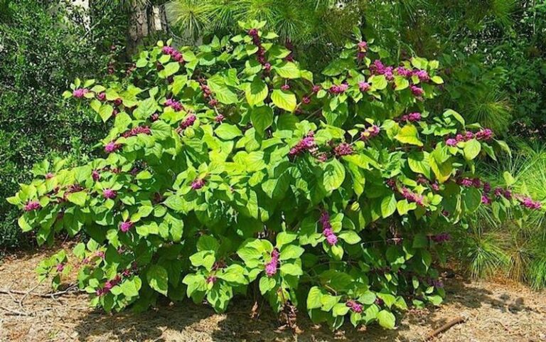 The Most Underrated North Carolina Native Shrub That Feeds Wildlife And Has An Interesting Connection To Tick Repellency Research
