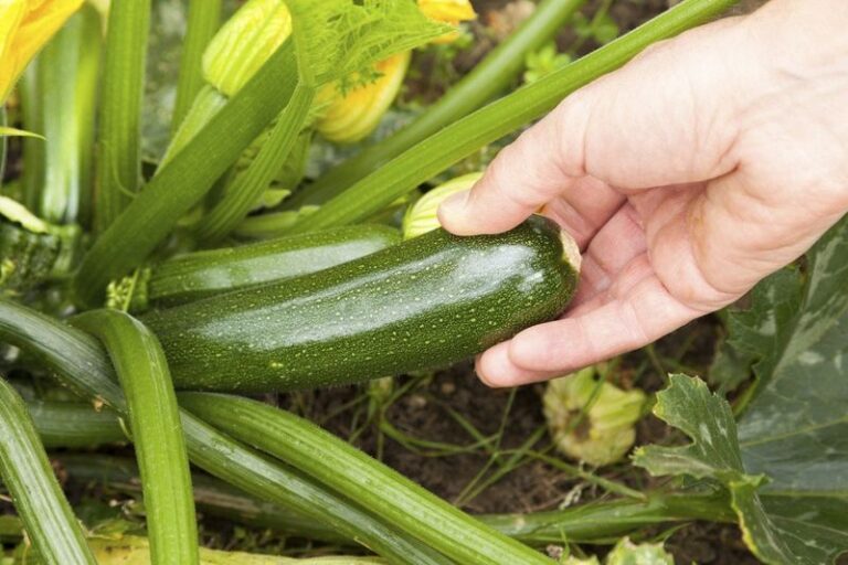 Your Zucchini Never Seems Ripe at the Right Time — Here Are the Small Signs It’s Ready to Pick Now