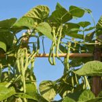 If Your Pole Beans Grow Tall and Leafy but Barely Flower While the Heat Lingers in Late Summer, Here Is Why