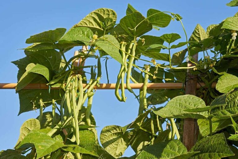 If Your Pole Beans Grow Tall and Leafy but Barely Flower While the Heat Lingers in Late Summer, Here Is Why