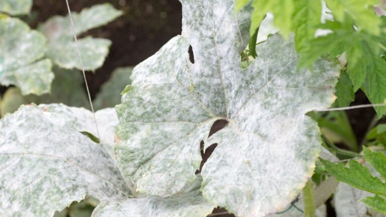 That Powdery White Coating on Your Zucchini Leaves Is Most Likely Powdery Mildew, Not Downy Mildew