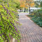 The Native Texas Plant Homeowners Are Quietly Swapping In for Fussy Hydrangeas