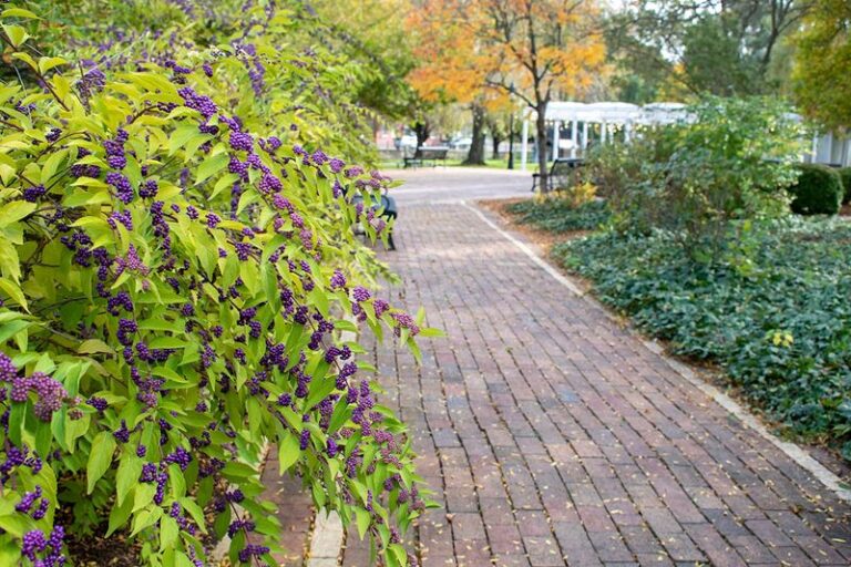 The Native Texas Plant Homeowners Are Quietly Swapping In for Fussy Hydrangeas