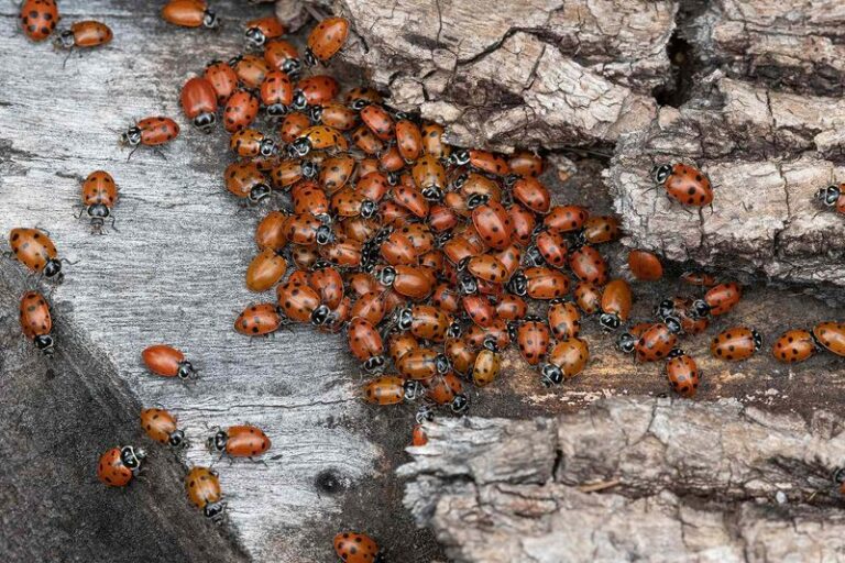 What It Really Means When Ladybugs Suddenly Swarm Your California Yard in Late Summer, and the Pests They’re Clearing Out