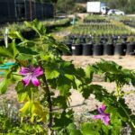 The California Nurseries Where Gardeners Quietly Find Fragrant Privacy Shrubs the Big Chains Never Stock