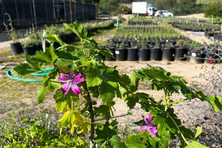 The California Nurseries Where Gardeners Quietly Find Fragrant Privacy Shrubs the Big Chains Never Stock