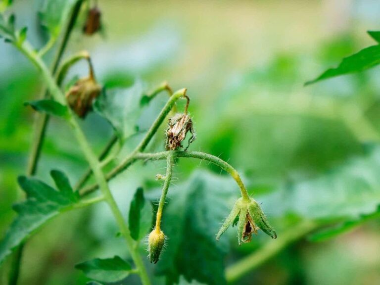 If Your Pepper Flowers Drop Off Before Setting Fruit in Late-Summer Heat, Here Is Why