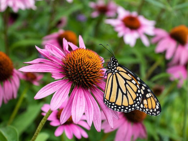 What It Really Means When the Butterflies Suddenly Vanish From Your North Carolina Yard This Summer