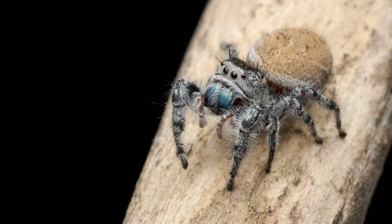 What It Really Means When Tiny Jumping Spiders Move Into Your California Garden Beds This Summer