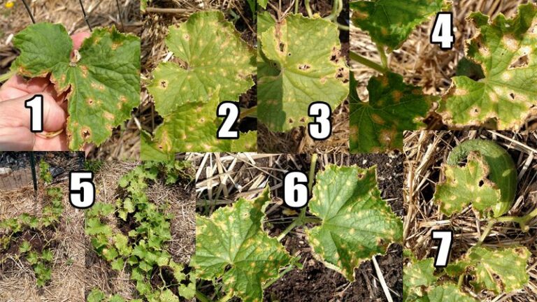 If Your Cucumber Vines Suddenly Turn Crispy and Brown at the Edges in Late-Summer Heat, One Watering Habit Is Usually Behind It