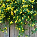 7 Florida Native Fence Vines That Cover Fast, Bloom for Months, and Pull In Wildlife the Neighbors Chase