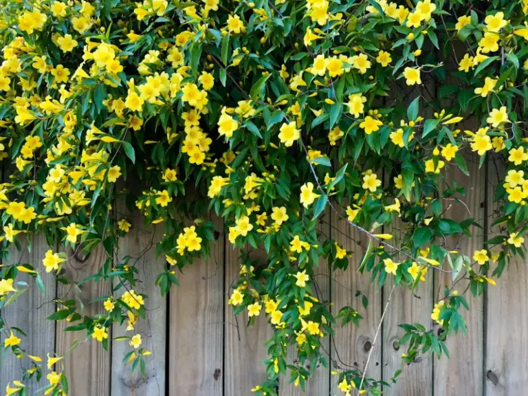7 Florida Native Fence Vines That Cover Fast, Bloom for Months, and Pull In Wildlife the Neighbors Chase