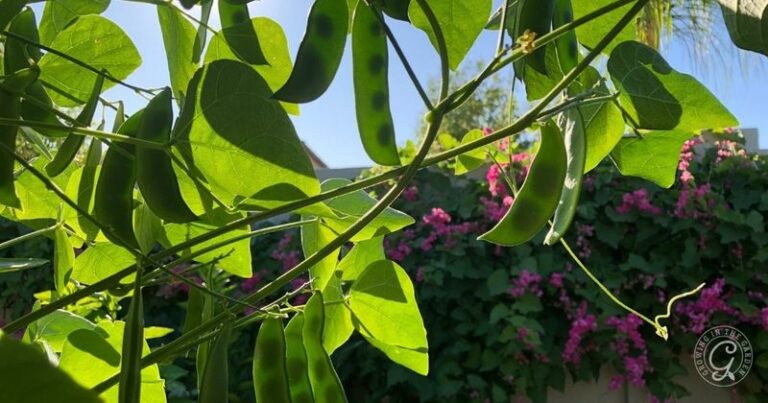 If Your Bean Plants Flower Heavily but the Pods Never Fill Out in Late-Summer Heat, Here Is Why