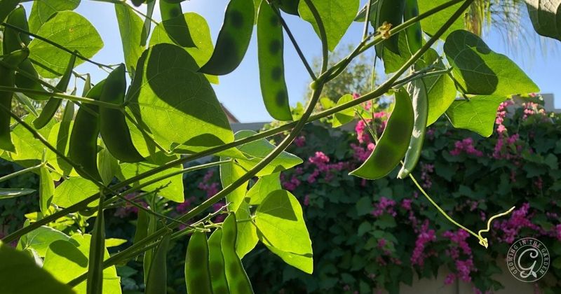 If Your Bean Plants Flower Heavily but the Pods Never Fill Out in Late-Summer Heat, Here Is Why