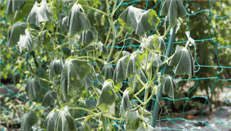 If Your Cucumber Plants Suddenly Stop Fruiting in Late-Summer Heat, Warm Nights Are the First Thing to Check