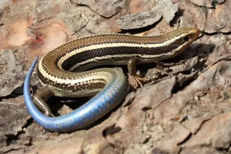 How to support the California skinks that quietly eat the earwigs and grubs chewing through your seedlings
