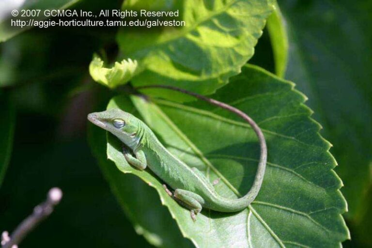 The Native Texas Plant That Pulls In Green Anoles And Sends Roaches Off Your Porch For Good