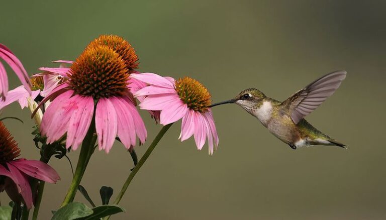 Simple Habits That Can Help Bring Ruby-Throated Hummingbirds Back To Your Central Texas Garden