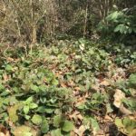 Skip Imported Pachysandra Under Your North Carolina Shrubs and Plant This Native Evergreen That Stays Green All Winter