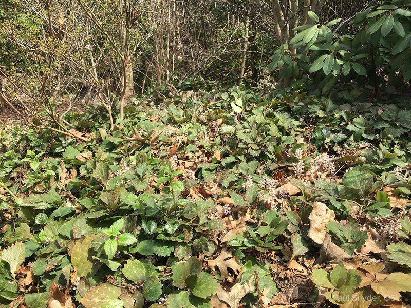 Skip Imported Pachysandra Under Your North Carolina Shrubs and Plant This Native Evergreen That Stays Green All Winter