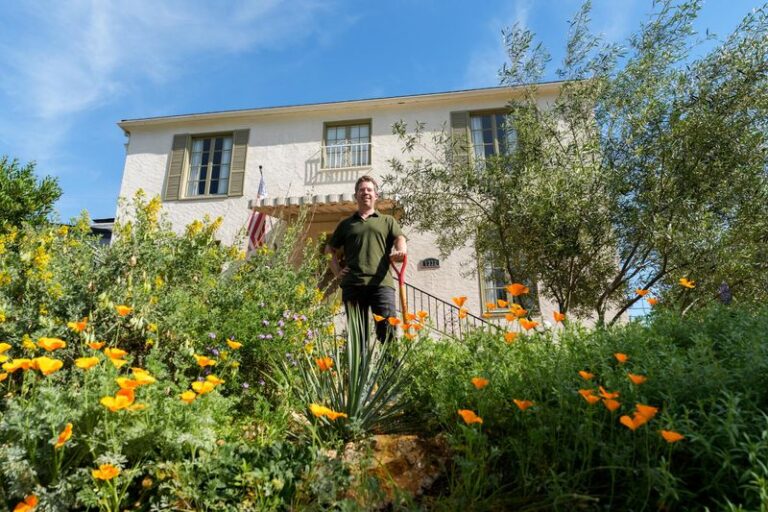 The California Native Plants That Quietly Qualify for the 2026 Lawn Replacement Rebate That Most Homeowners Overlook