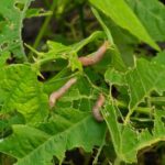 Something Keeps Munching Your Bean Plants Overnight — Here Are the Signs and How to Stop It