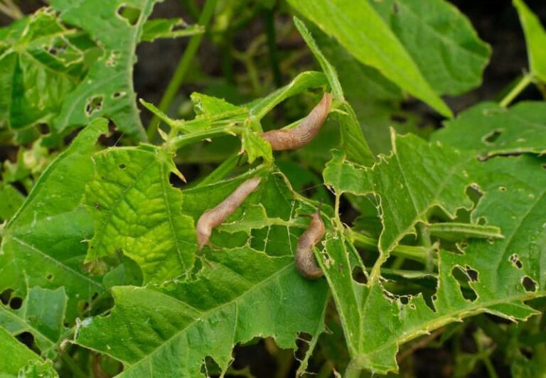 Something Keeps Munching Your Bean Plants Overnight — Here Are the Signs and How to Stop It