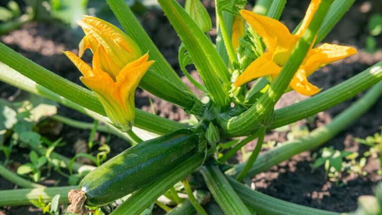 If your zucchini plants keep making flowers but no fruit in late-summer heat, one pollination problem is usually behind it