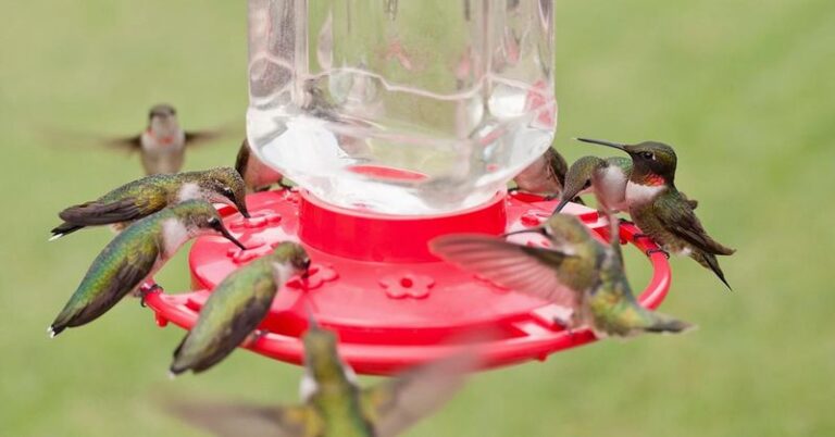 Your Nectar Feeder Empties Fast but the Hummingbirds Skip It – Here Are 12 Better Mixes and 6 to Never Pour In