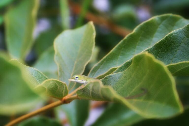 7 Florida Native Plants That Bring Anoles In to Clear the Summer Insects Off Your Yard