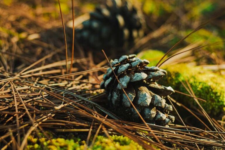Why North Carolina Gardeners Bury Pine Cones in Their Beds and What It Quietly Does to the Soil