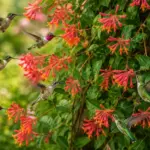 This Native Texas Vine Can Bring Repeated Hummingbird Visits To Your Central Texas Fence All Warm Season