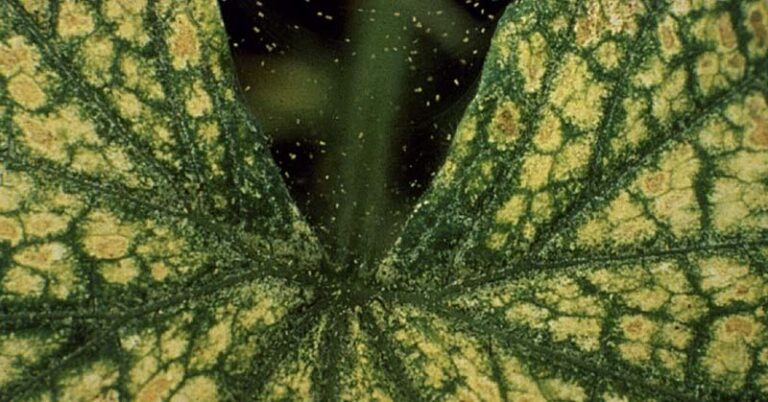 If Your Cucumber Leaves Turn Silvery and Speckled in Late-Summer Heat, Spider Mites Are Usually Behind It