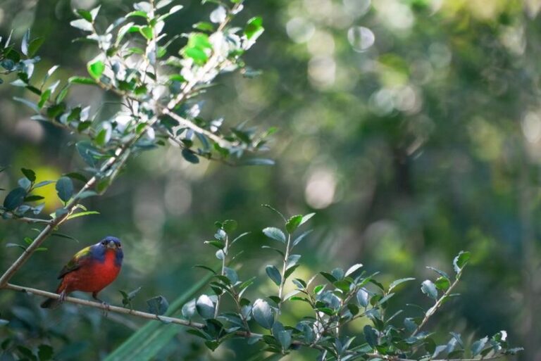 7 Florida Native Flowering Vines That Cover Your Fence and Bring Painted Buntings Back