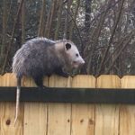 10 Things To Do When an Opossum Shows Up in Your Florida Yard – and Why You Want It There