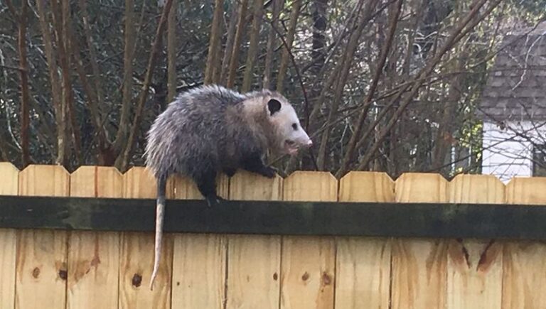 10 Things To Do When an Opossum Shows Up in Your Florida Yard – and Why You Want It There