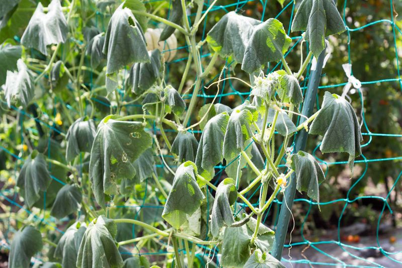 If your cucumber leaves are wilting by afternoon even in moist soil this August, one root problem usually starts it