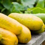 Your Cucumbers Yellow and Stall in the Late-Summer Heat – Here’s the One Watering Slip Behind It