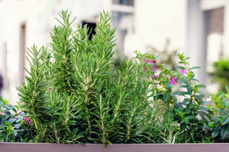 Why More Texans Are Growing Rosemary Along Their Texas Porch Right Through the August Heat