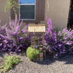 The Tough Texas Plant That Shrugs Off One-Day-a-Week Watering Under Stage 2 Restrictions