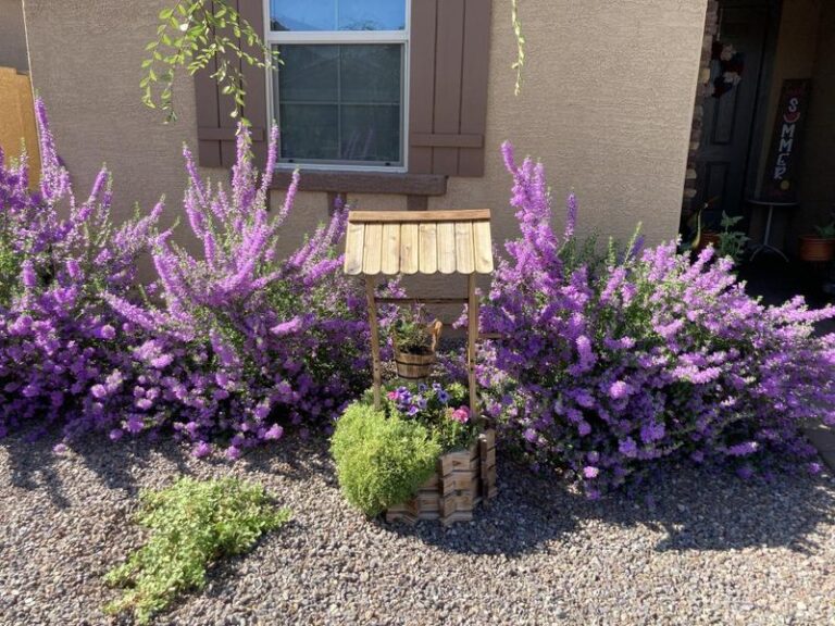 The Tough Texas Plant That Shrugs Off One-Day-a-Week Watering Under Stage 2 Restrictions