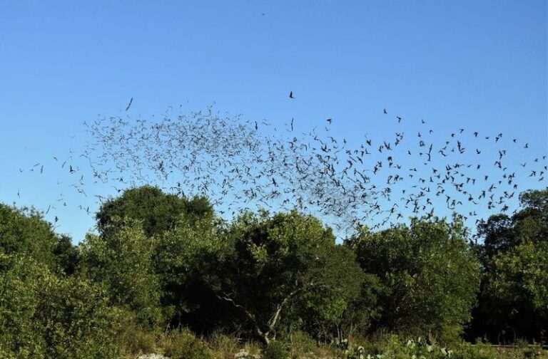 How To Support Bat Habitat in Your Central Texas Yard and Control Mosquitoes the Right Way
