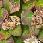 Your Hydrangea Flowers Turn Brown Almost Overnight – Here’s the Late-Summer Cause and How to Fix It