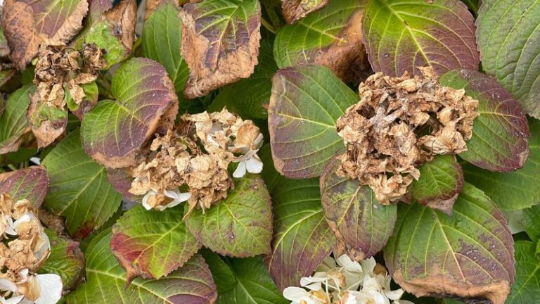 Your Hydrangea Flowers Turn Brown Almost Overnight – Here’s the Late-Summer Cause and How to Fix It