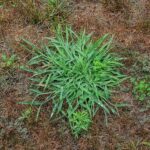 Your Crabgrass Keeps Coming Back No Matter What — Here’s the One Product Already Sitting in Your Garage