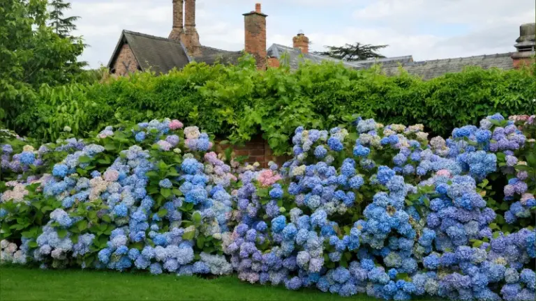 Where You Plant Your Hydrangeas Decides Whether They Thrive for Years or Struggle