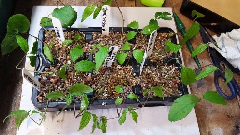 Don’t Buy More Clematis This Summer – Here’s the Free Cutting Trick That Multiplies What You Already Have