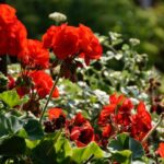 Your Geraniums Slow Their Blooming Before Fall — Here’s the One Routine Most Gardeners Miss