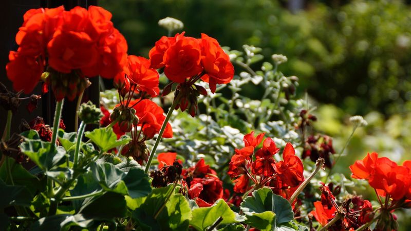Your Geraniums Slow Their Blooming Before Fall — Here’s the One Routine Most Gardeners Miss