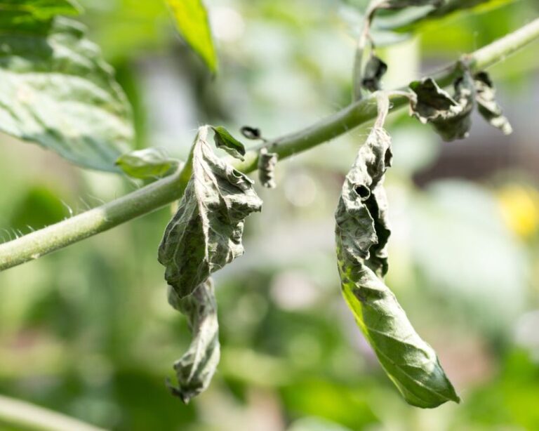 If Your Tomato Leaves Curl Upward and Feel Leathery in Late-Summer Heat, Here Is Why